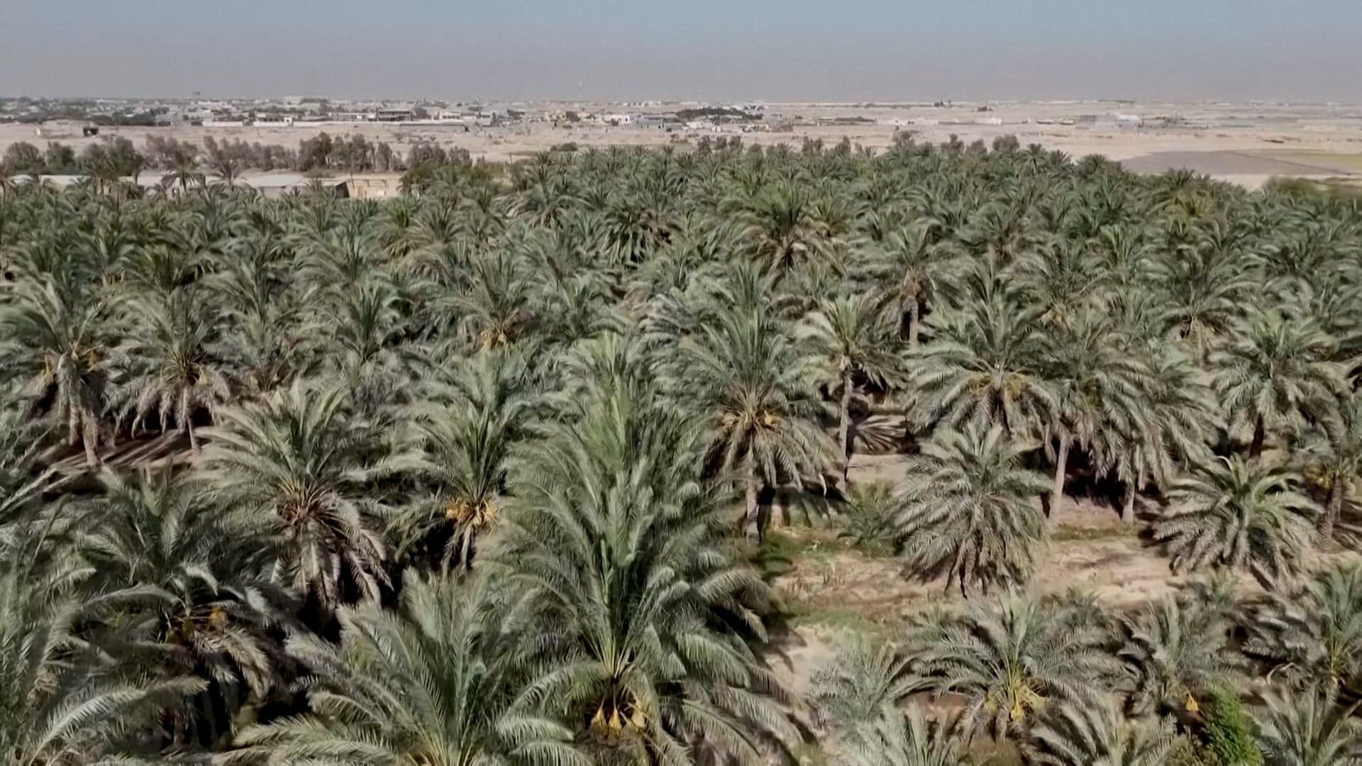 الملوحة تغزو أراضي البصرة... تحديات تهدد مستقبل الزراعة في العراق 