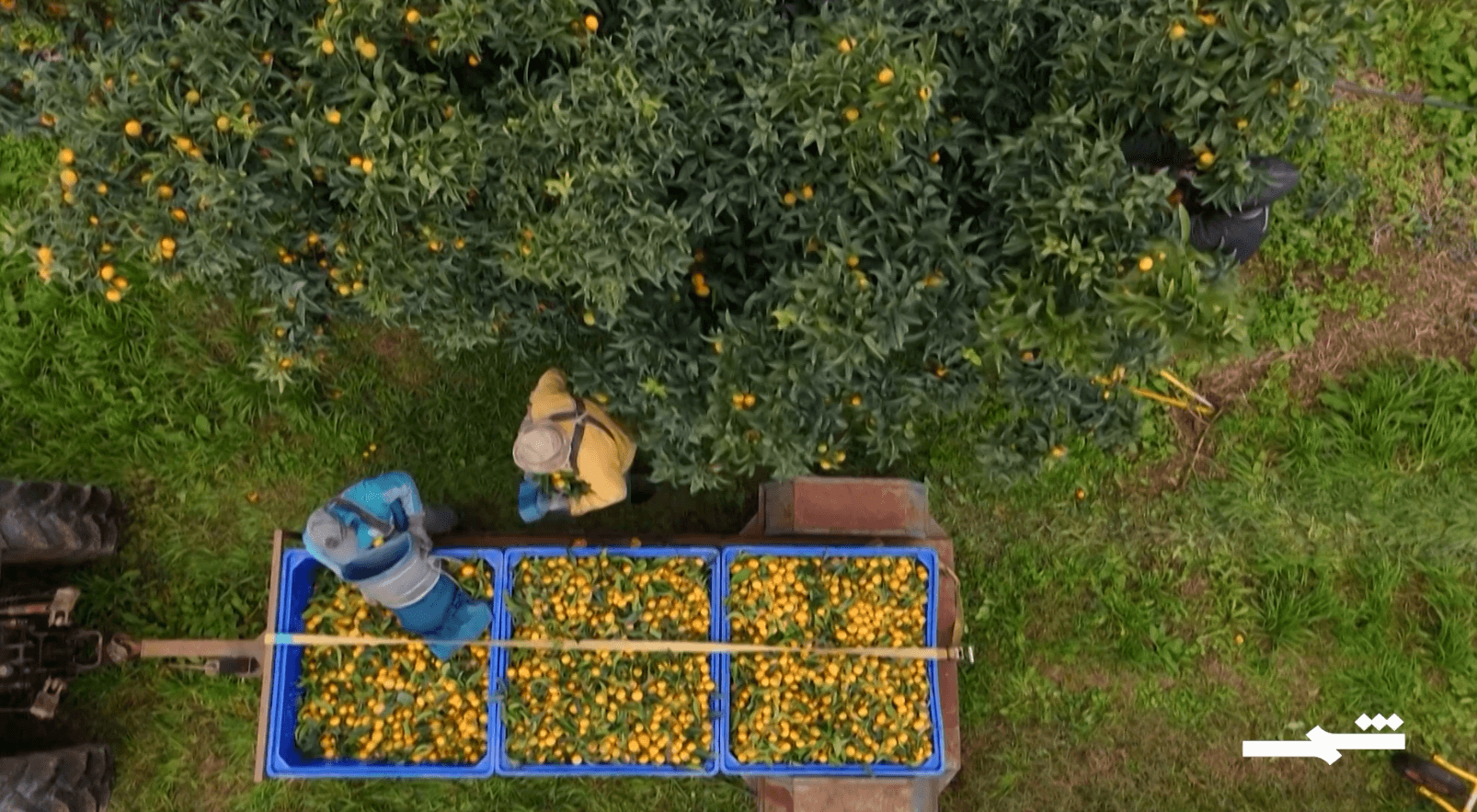 من الجزائر إلى كورسيكا.. قرن على استقرار فاكهة الكليمنتين في الجزيرة