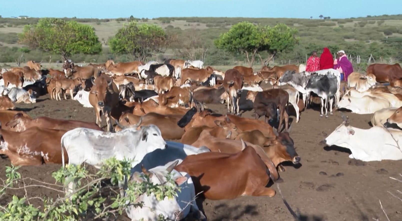 محمية ناشولاي في كينيا تجمع الإنسان والطبيعة بلا أسوار