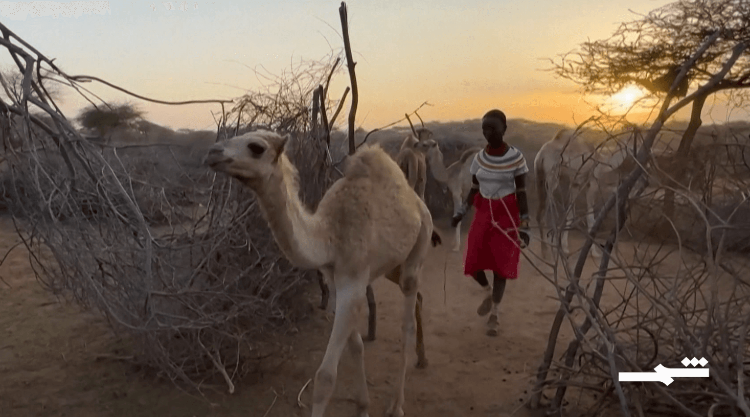 الإبل تدعم الأمن الغذائي بشمال كينيا