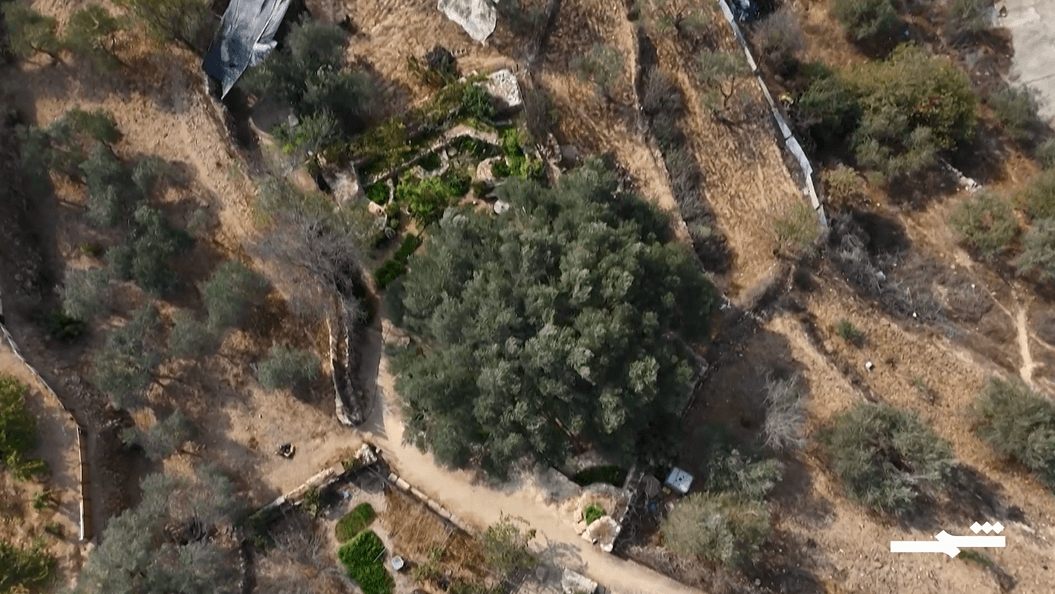 أقدم شجرة زيتون في العالم.. صمود فلسطيني عمره 5500 عام