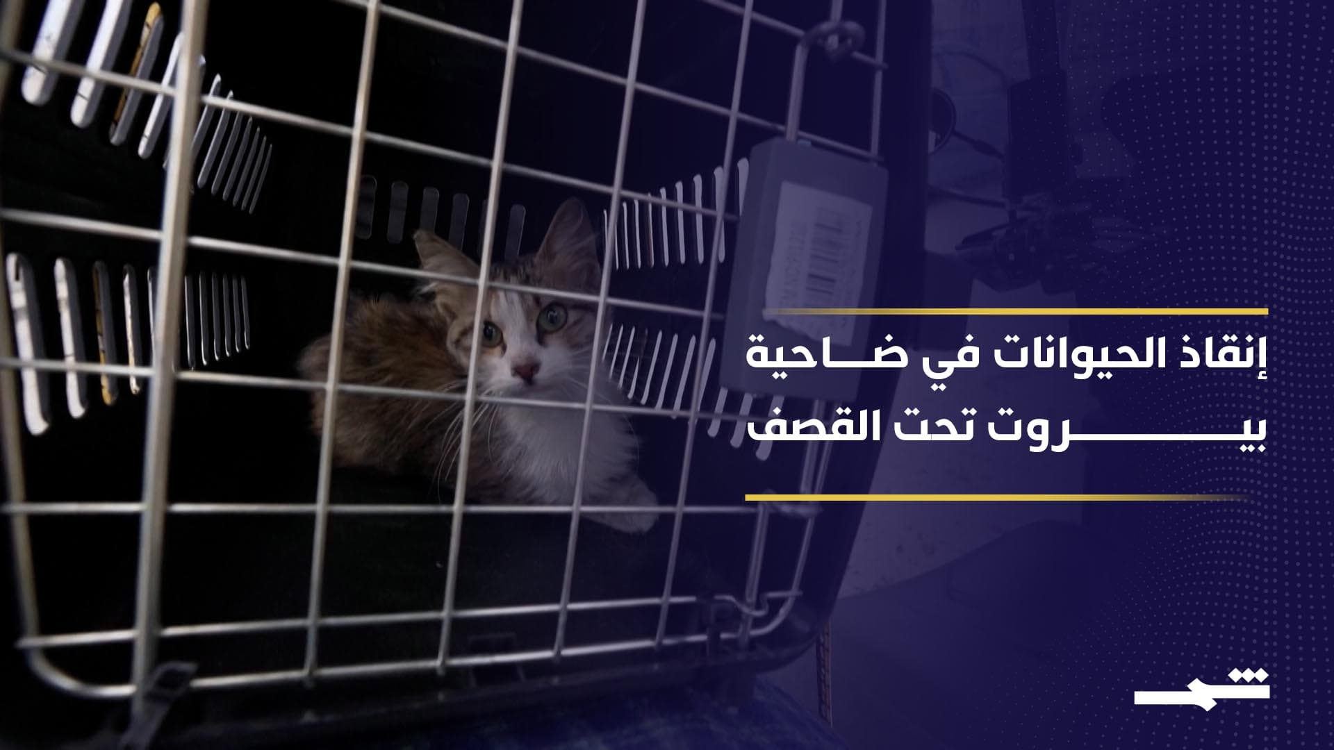 متطوعون يخاطرون بحياتهم لإنقاذ حيوانات أليفة في ضاحية بيروت