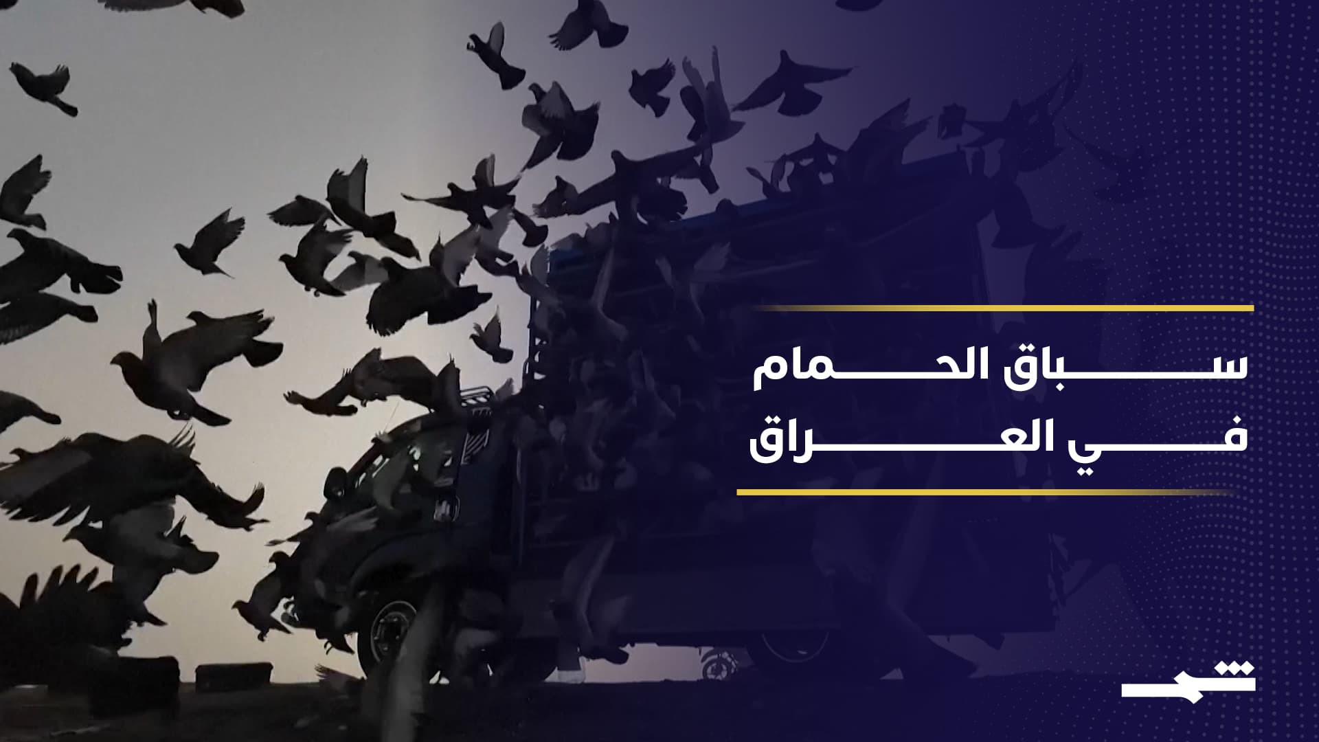 سباق الحمام الزاجل.. تقليد عراقي ممتد