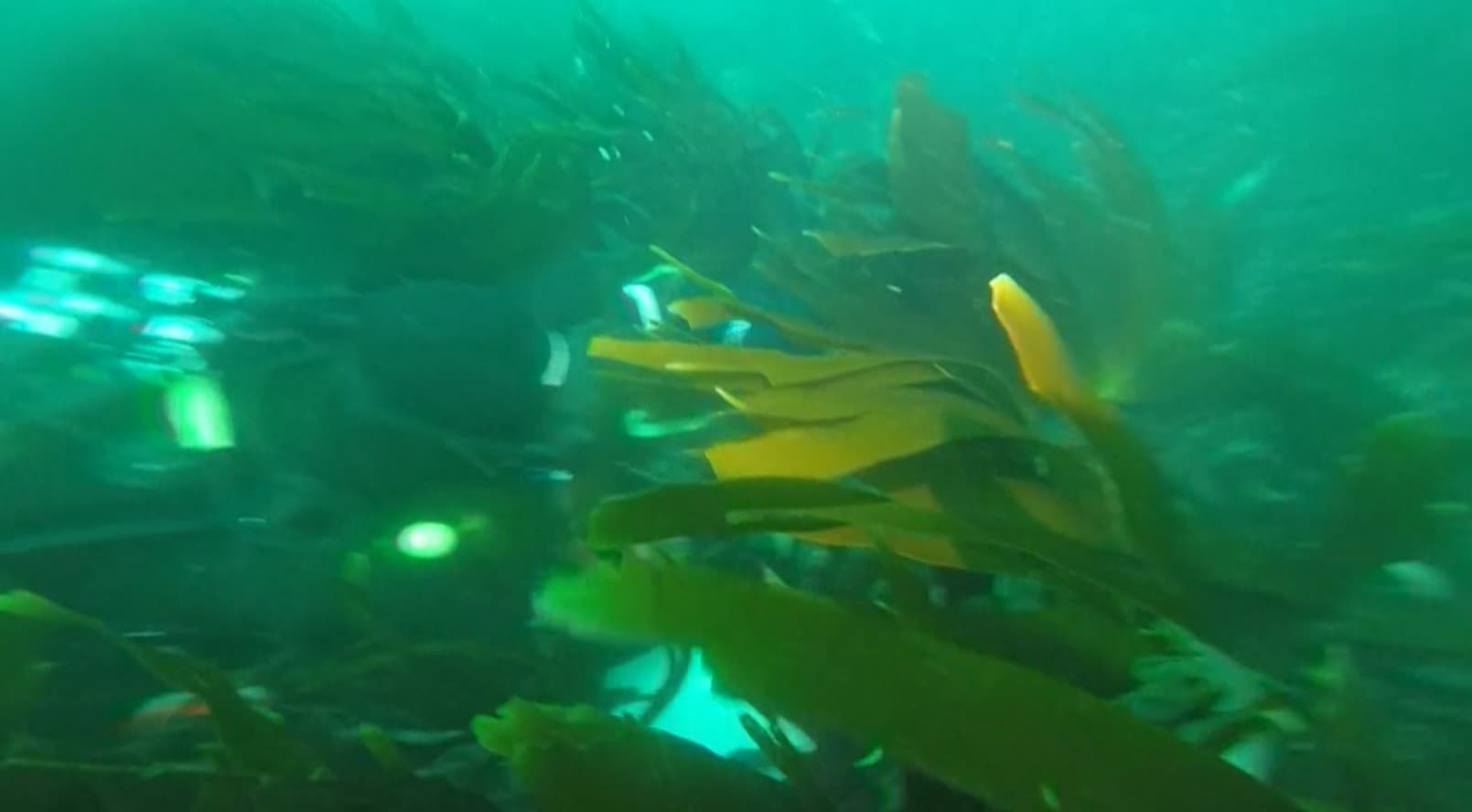 الطحالب الكَلفية قبالة سواحل فرنسا تواجه خطر الذبول والاختفاء