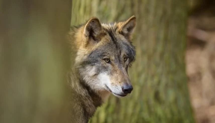 ألمانيا تعيد ذئبا هاجم امرأة إلى البرية وتفرض مراقبته إلكترونيا