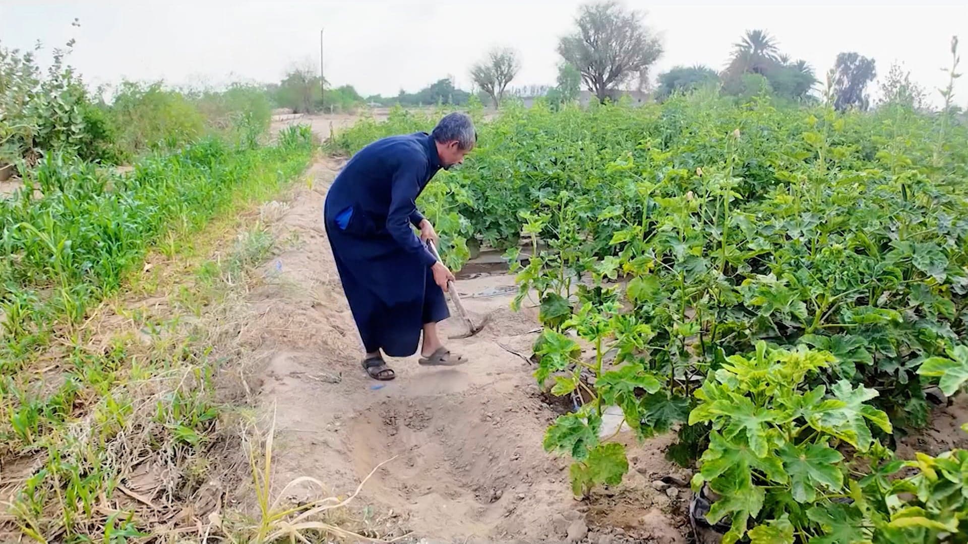 موسم الأمطار يعيد الحياة للزراعة اليمنية