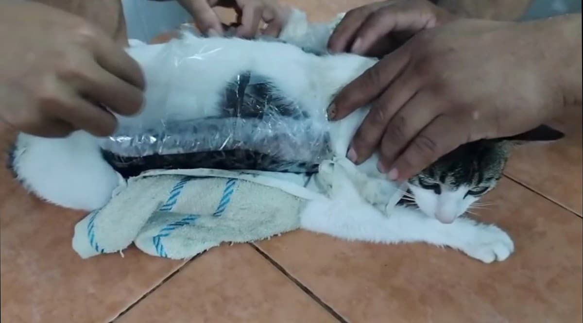 قطة تحاول تهريب ممنوعات إلى سجن في كوستاريكا