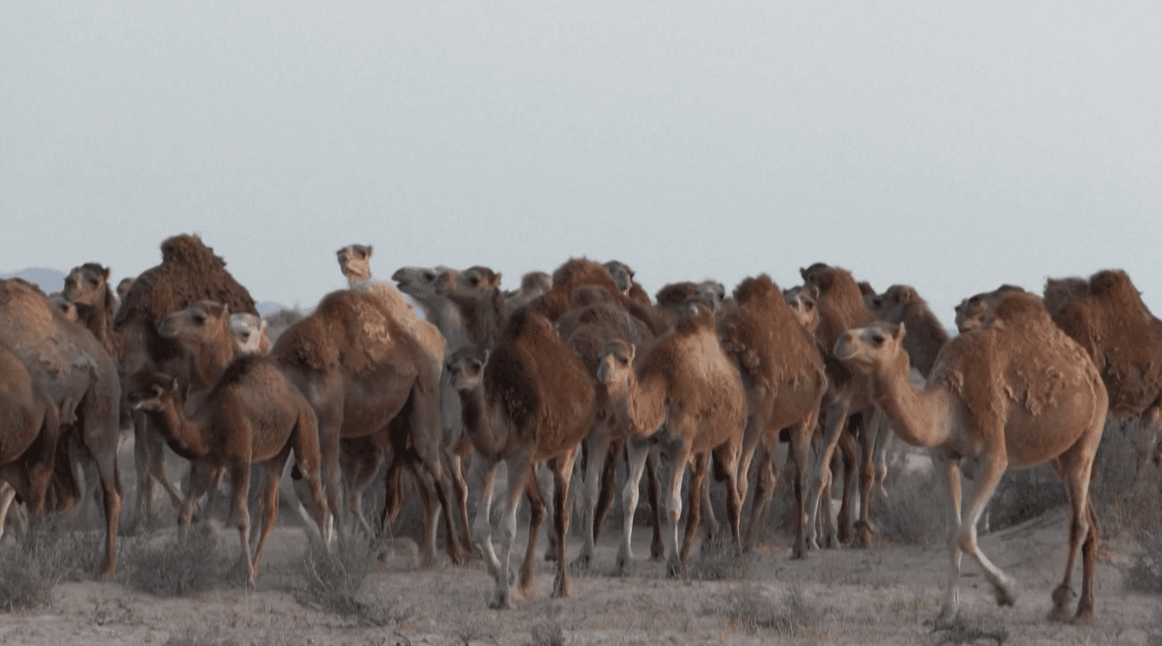 دوز التونسية: مهرجان الصحراء وكرم البدو