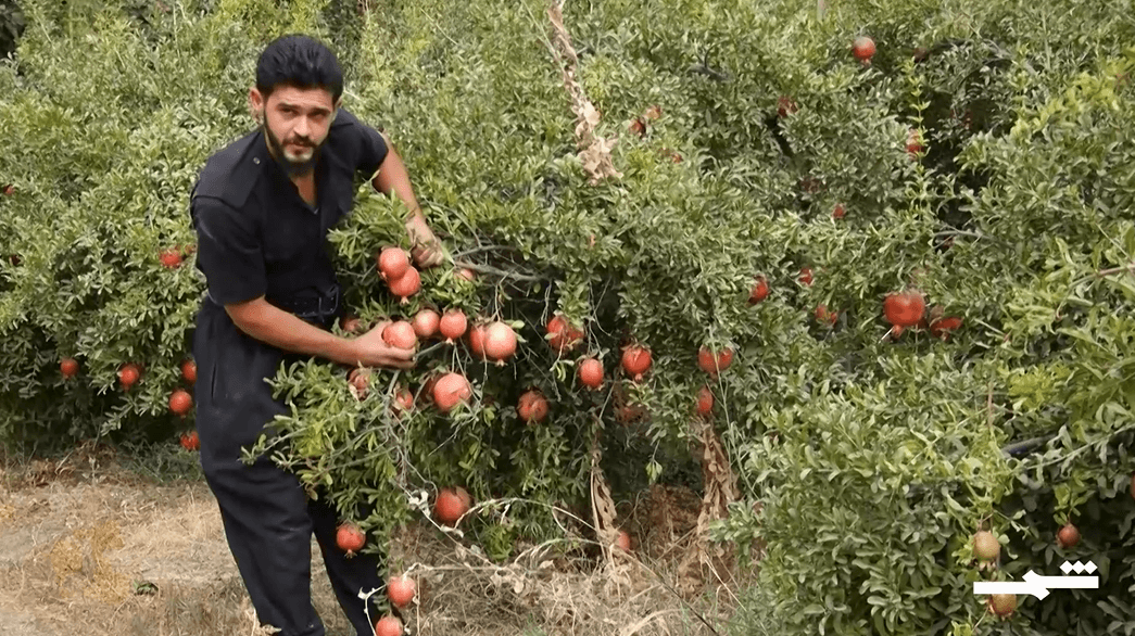 رمان حلبجة.. ثروة زراعية وفرصة استثمارية واعدة