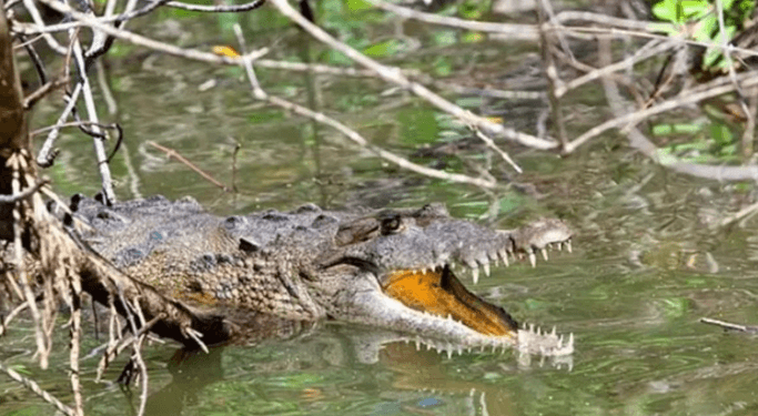 هرب من فيلة فقتله تمساح!