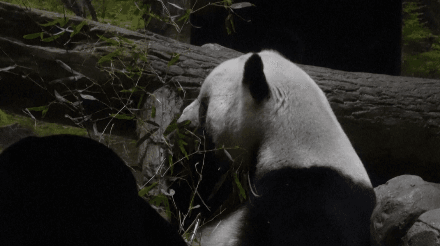 اليابان تودع آخر حيوانات الباندا العملاقة العائدة إلى موطنها الصين