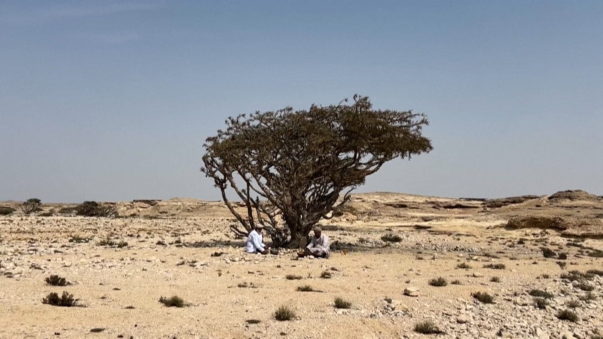 ظفار العُمانية تحافظ على إرث اللبان العريق
